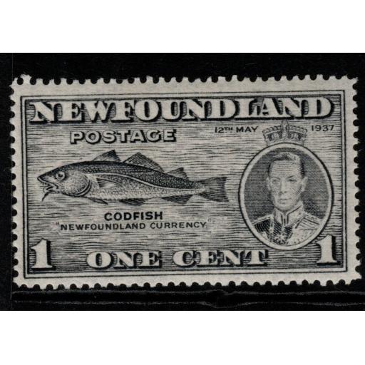 NEWFOUNDLAND SG257b 1937 1c GREY p14 WITH FISH HOOK FLAW MTD MINT